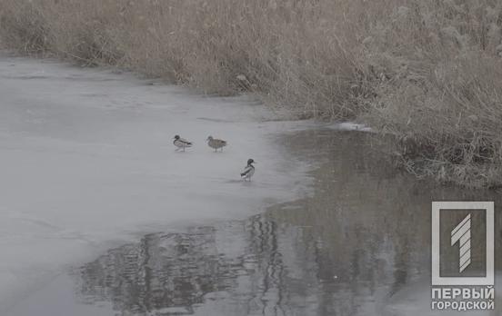 25 февраля в Кривом Роге потеплеет до +8