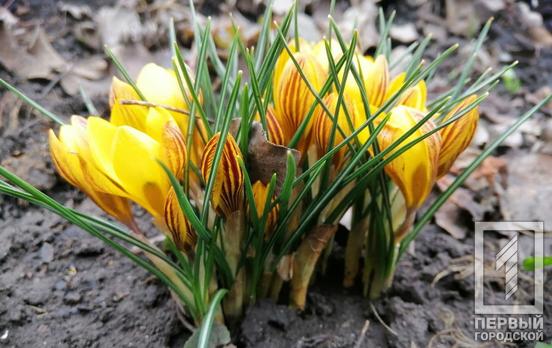 26 марта в Кривом Роге днём ожидается солнечная и тёплая погода