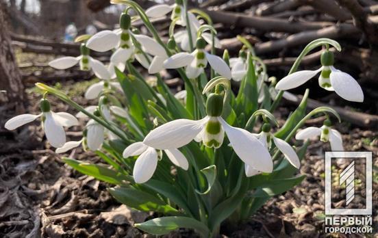 В Кривом Роге 30 марта будет солнечный день