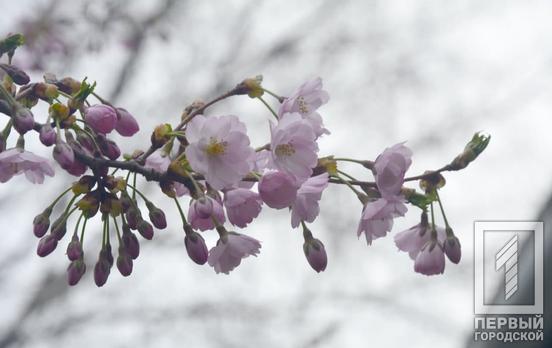 На территории ботанического сада Кривого Рога расцвели сакуры и магнолии