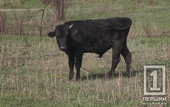 Трагедія на фермі: бик убив 61-річного охоронця на Криворіжжі