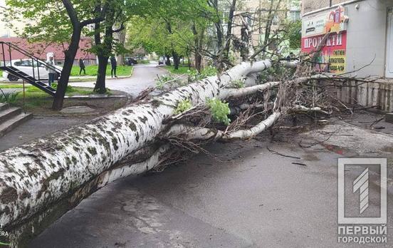 Во время непогоды в Кривом Роге тополь рухнул во дворе пятиэтажки