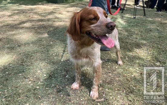 В Кривом Роге проходит выставка собак охотничьих пород