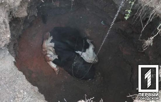 Спасательная операция длилась пять часов: в Кривом Роге 400-килограммовую корову вытащили из пропасти