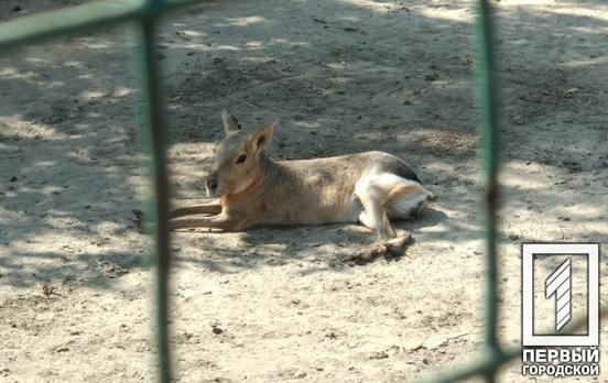 В Україні пропонують заборонити експлуатацію тварин на вулицях міст, – петиція