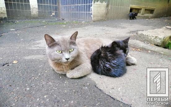 В Україні пропонують посилити відповідальність за жорстоке поводження з домашніми та безпритульними тваринами – петиція