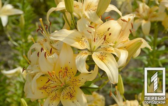 У ботанічному саду Кривого Рогу розквітли лілії