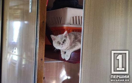 Путешествия с животными: «Укрзалізниця» меняет правила