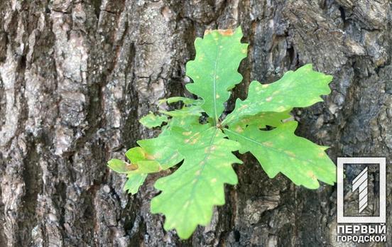 Дуб, сосна та клен: протягом 2021 року ліси Дніпропетровщини поповнились мільйоном нових дерев