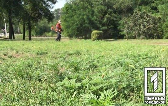 «У боротьбі з карантинними рослинами особлива увага до територій лікарень, навчальних закладів, парків та скверів»: мер Кривого Рогу зауважив на важливості боротьби з амброзією