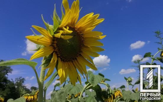 Неподалік Кривого Рогу загорівся комбайн під час збору соняшнику