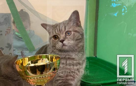 На виставці в Кривому Розі представили різноманітні породи котів