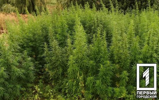 У Кривому Розі судили чоловіка, у якого виявили плантацію коноплі