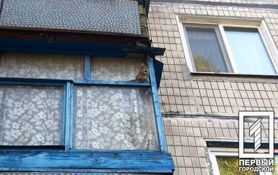 У Кривому Розі рятувальники  визволили кошеня, що застрягло у балконній рамі