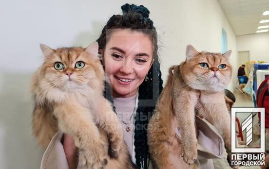 У Кривому Розі обирають найкращих котів зимової виставки