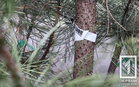 Де мешканці Кривого Рогу можуть легально придбати ялинку, – адреси