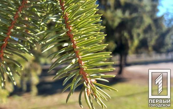 16 лютого у Кривому Розі день буде хмарним, очікується сніг з дощем