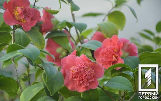 Жителів Кривого Рогу запрошують відвідати оранжерею ботанічного саду, де розквітли камелії