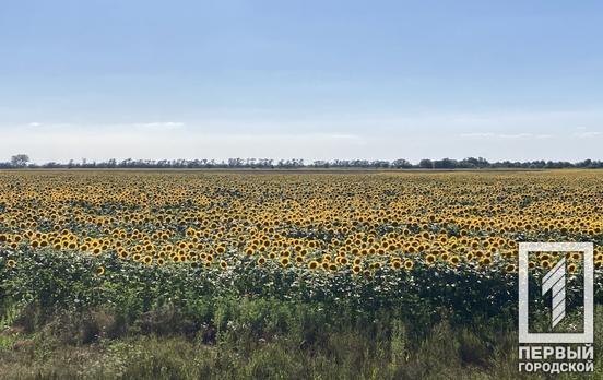 Через війну росії з Україною у минулого місяця значно зросли ціни на продовольчі товари у світі, ‒ Продовольча та сільськогосподарська Організація Об’єднаних Націй