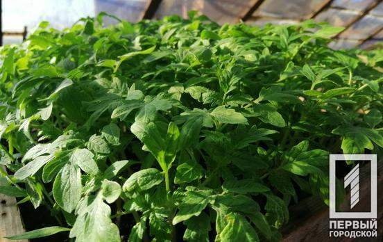 Кожен другий землевласник в Україні планує цьогоріч садити город, – соцопитування