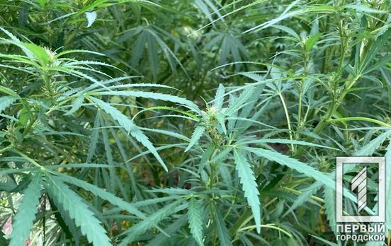 В Кабмине поддержали законопроект о легализации каннабиса в украинской медицине, теперь его должна рассмотреть Рада