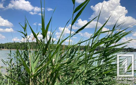 Лежав неподалік від берега: в одному зі ставків Кривого Рогу знайшли потопельника