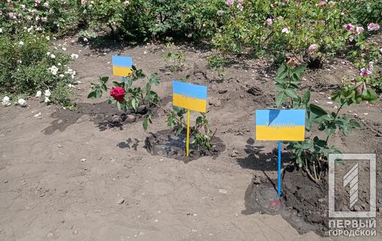 В Кривом Роге переселенцы высадили кусты роз в поддержку городов, понесших наибольшие потери от рук оккупантов