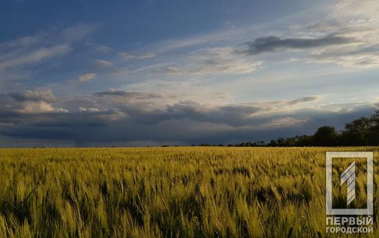 Ячмінь, пшениця та горох: майже 300 тонн зерна нового врожаю намолотили українські аграрії, ‒ Мінагрополітики