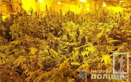 700 кущів конопель та 15 кг канабісу: поліцейські затримали мешканця Криворізького району, який облаштував у колишній котельні наркотеплицю