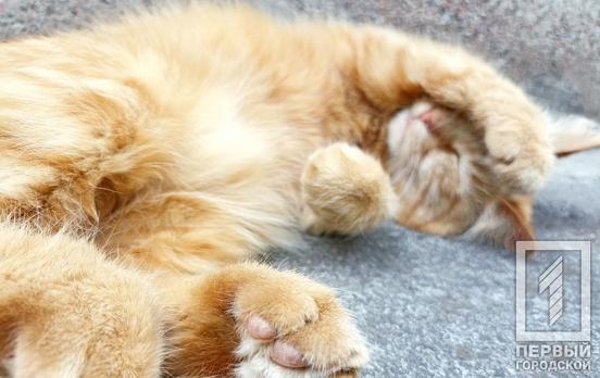 «Пухнасте зібрання»: у Кривому Розі рятувальники зняли з дерева трьох котиків