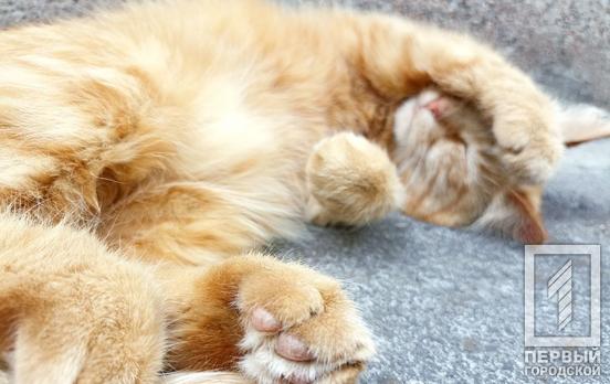В Кривом Роге устроят бесплатную стерилизацию кошек и собак