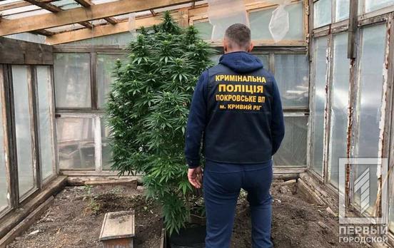 Вирощував коноплі вдома: у Кривому Розі викрили наркоторгівця