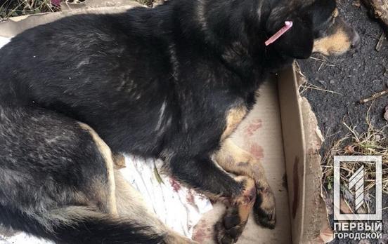 У Кривому Розі невідомі викинули собаку з вікна під'їзду, тварину рятують волонтери