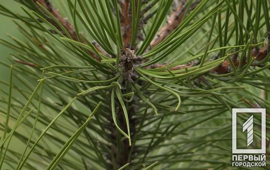 У Кривому Розі протягом року висадили 10 500 дерев та кущів в рамках Міської екологічної програми