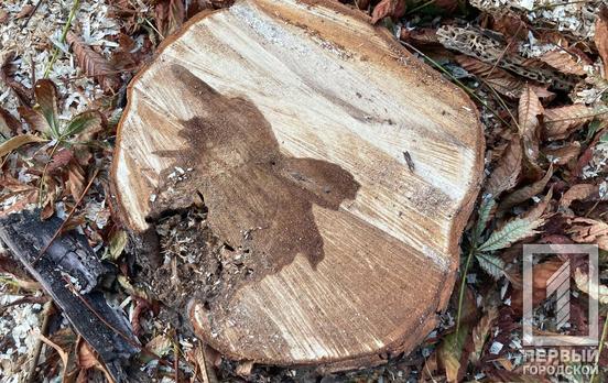 У Криворізькому районі «чорні» лісоруби знищили майже 2 000 дерев на більш ніж 10 млн грн