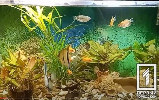 Учні з усіх куточків Кривого Рогу хизувалися своїми акваріумами на міській виставці аквадизайну «Альфаро»