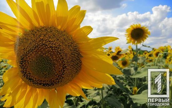 Специфіка посівної кампанії 2023: соняшник, соя та ріпак, а потім вже - зернові