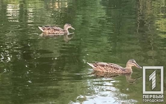 160 тисяч птахів та понад 20 тисяч диких тварин під загрозою загибелі – Міндовкілля про наслідки підриву ГЕС для природи регіону