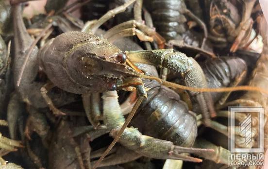 Є кілька «але»: з жовтня криворіжці знову можуть ловити раків