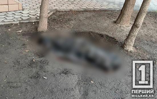 Травми були не сумісними з життям: у Кривому Розі дівчина випала з п’ятого поверху будинку