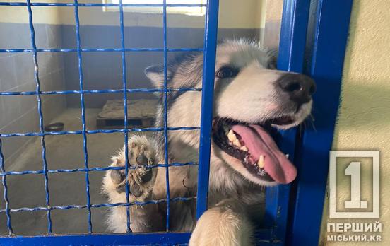 Лечат, вакцинируют и находят семью: как криворожский центр обращения с животными заботится о четвероногих