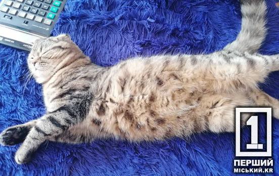 Жага до бізнесу: Кривий Ріг потрапив до списку міст-лідерів з відкритих ФОПів