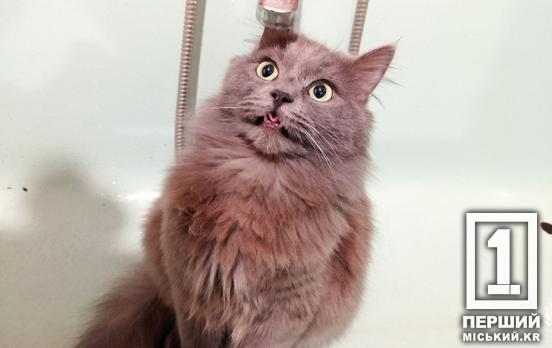 Повреждение магистрального водопровода и вывод бочки с водой: по каким адресам в Кривом Роге временно нет воды