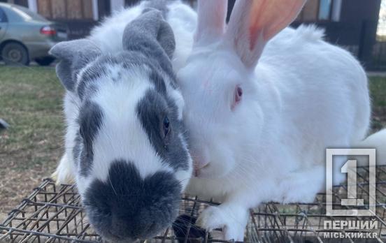 Пирнато-пушистый десант в Кривом Роге: в Саксаганском парке прошла благотворительная выставка животных