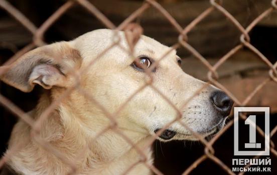 Общественные работы и выплата немалой суммы: в Кривом Роге суд наказал одного из владельцев собак, которые начали драться