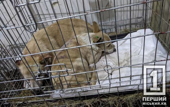 Они не знали, что такое забота и внимание: в Кривом Роге усилиями неравнодушных людей стерилизованы более 250 собак