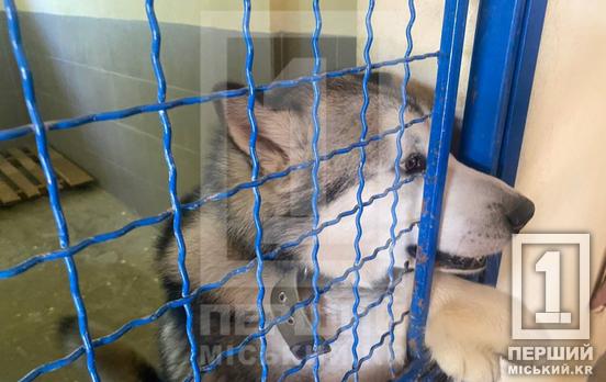 В Кривом Роге центр обращения с животными стерилизовал почти тысячу бездомных собак