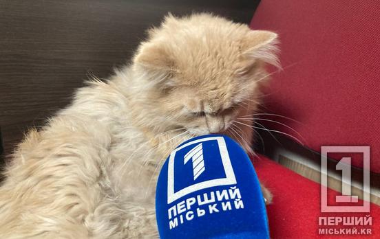 Пушистики тоже хотят заботы: в Кривом Роге городская ячейка Общества Красного Креста Украины начала выдачу кормов животным