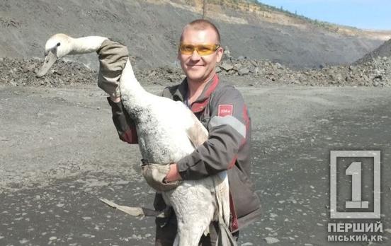 За добрі справи всесвіт віддячить сторицею: криворіжець Сергій Котлубай вивіз з кар’єру заблукалого лебедя