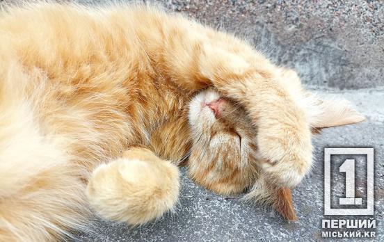 Без нашої допомоги їм дуже важко: як допомогти чотирилапим у спеку